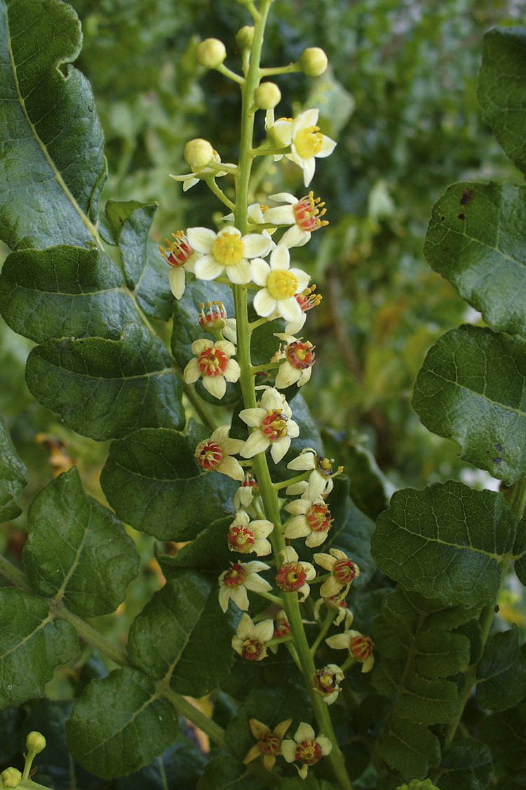 Boswellia serrata Indiai Tömjénfa